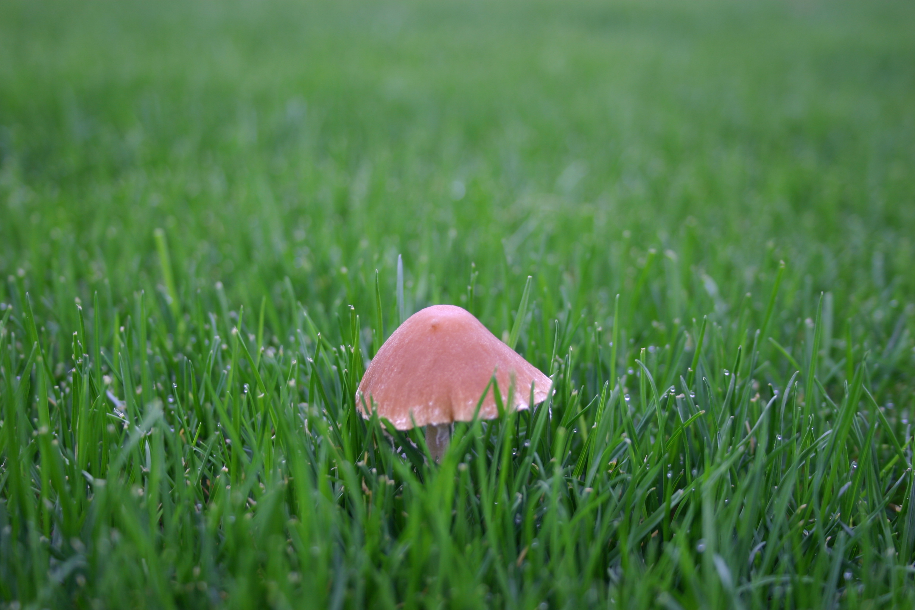 Pink mushroom in green grass.