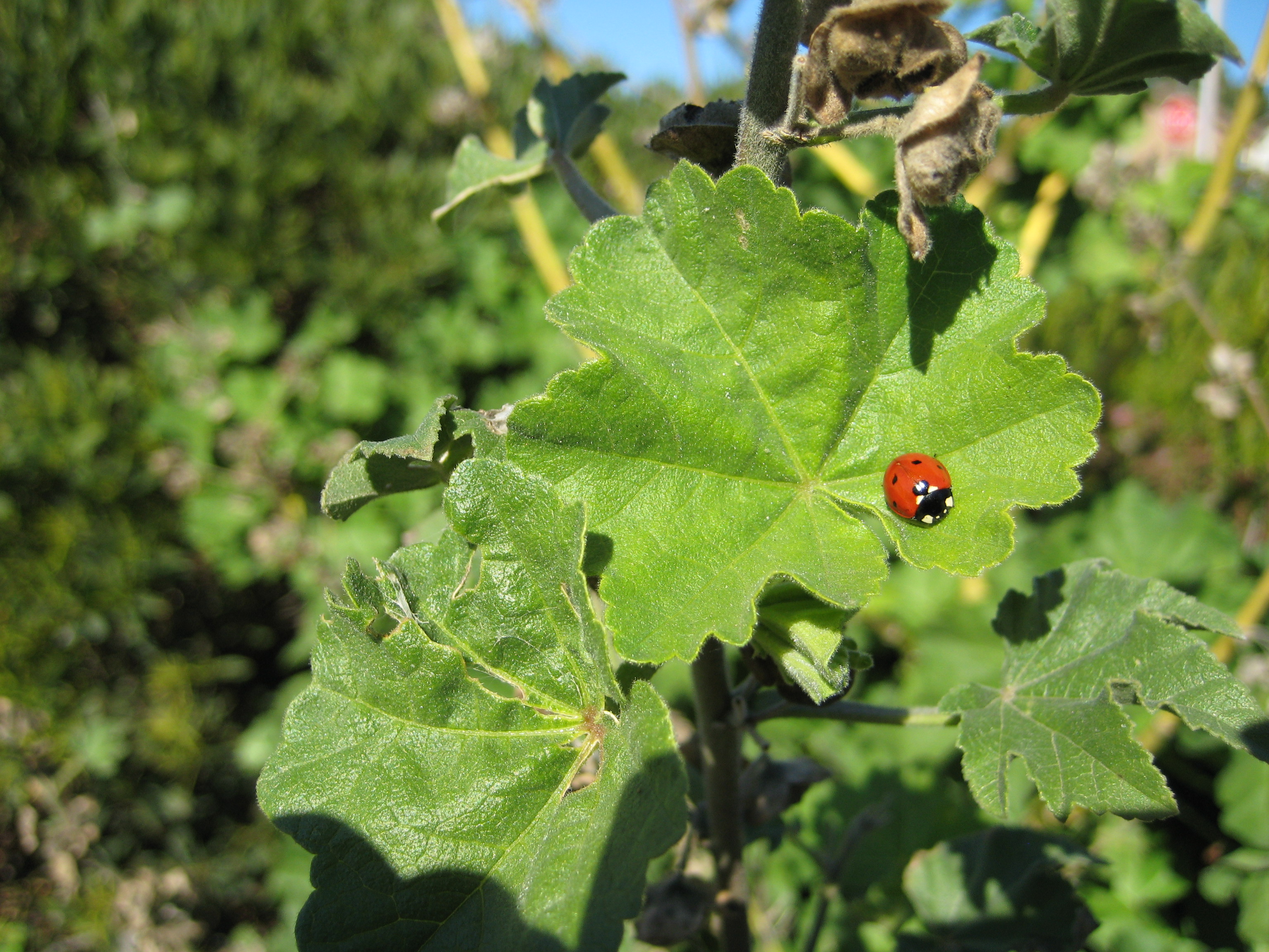 Red and black ladybug on a green leaf. 