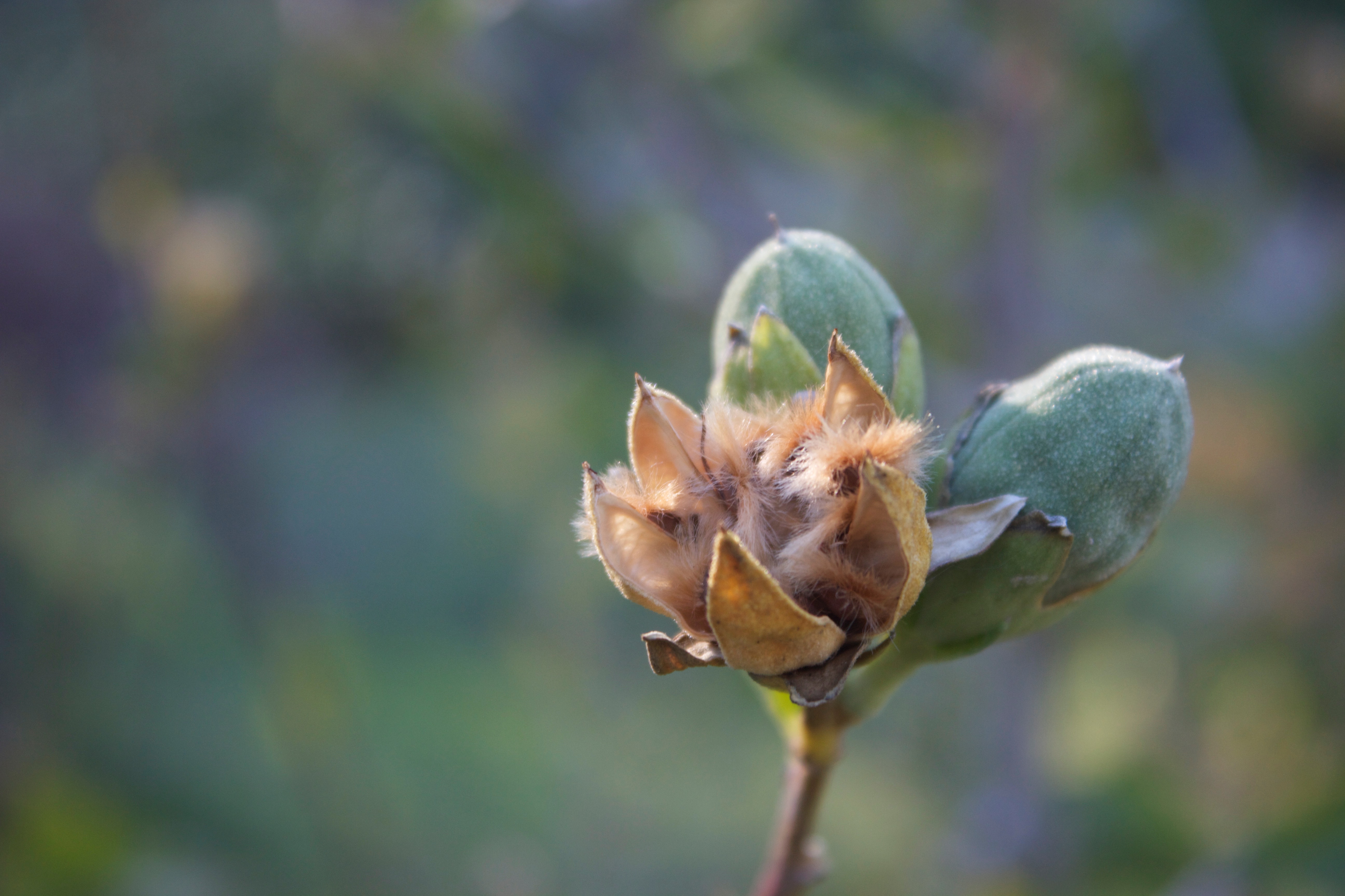 An open seed pod with fuzzy seeds, on the stalk next to two buds. 