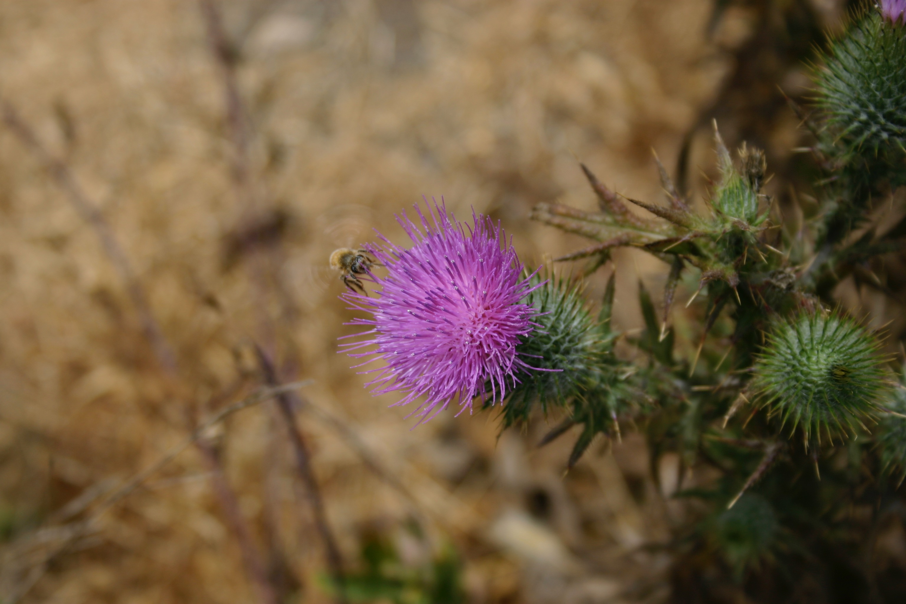 A bee coming in for a landing on a purple thistle.