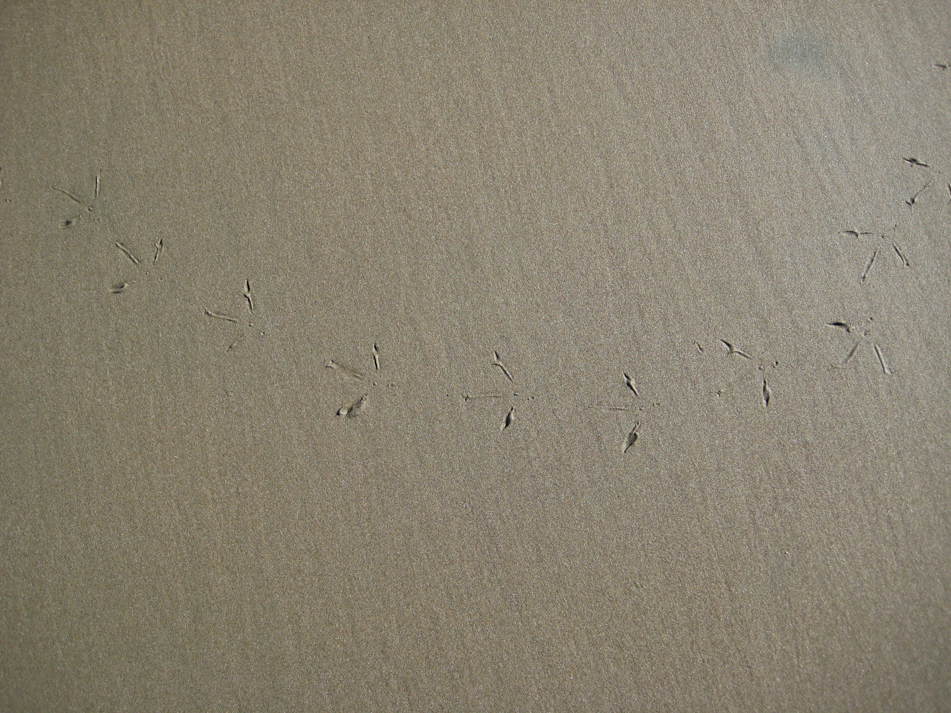 A simple line of bird tracks in wet beach sand.