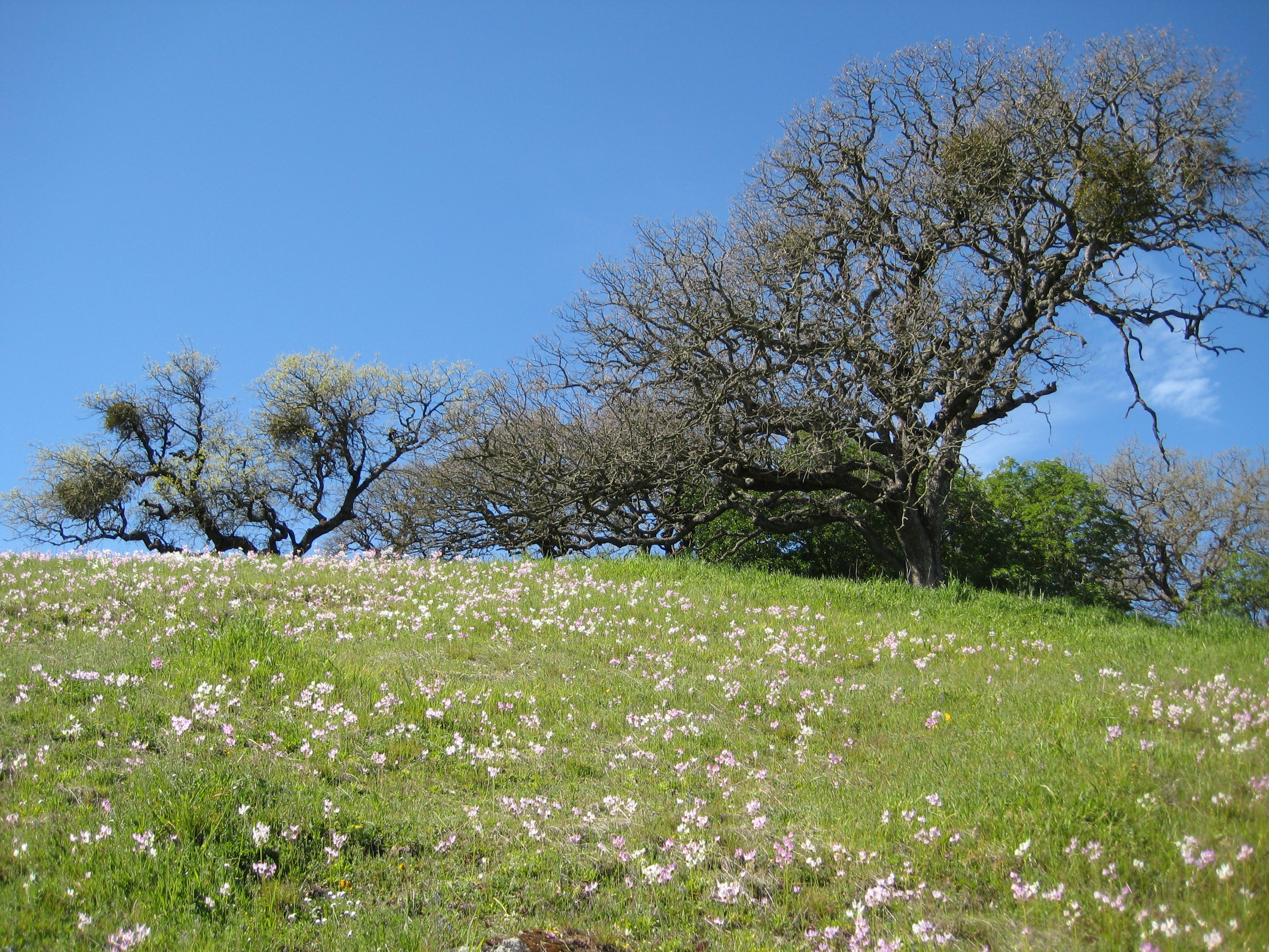 Pink and white wildflowers grace a tree-lined hill in Pacheco State Park, California.