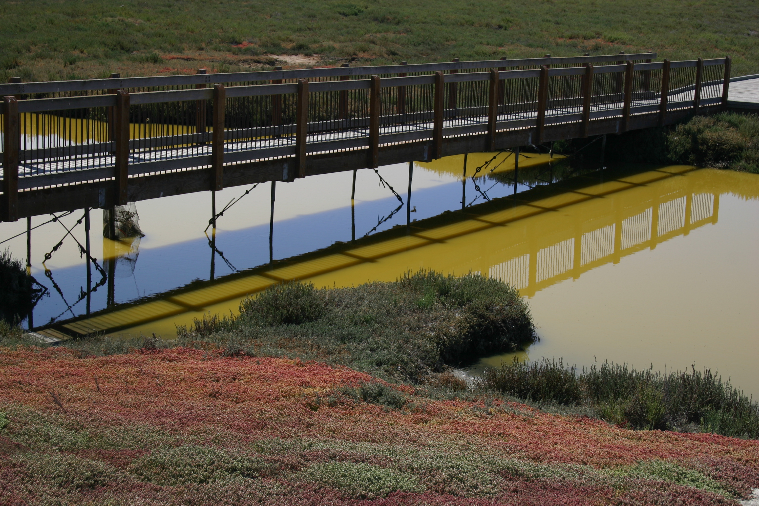 A boardwalk bridge spans the stagnant green water of a salt marsh near a colorful bank.