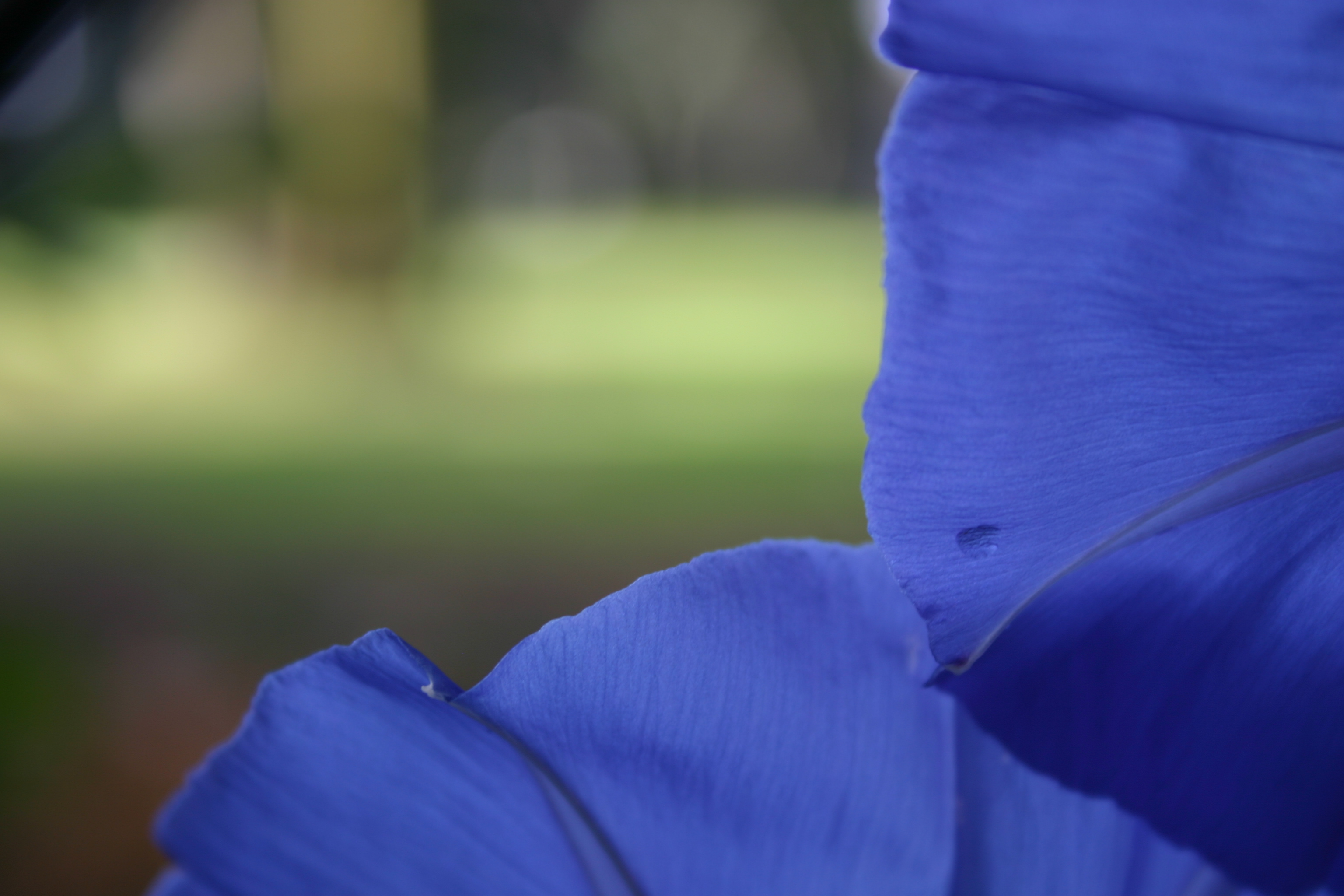 A frame of "Heavenly Blue" Morning Glory petals.