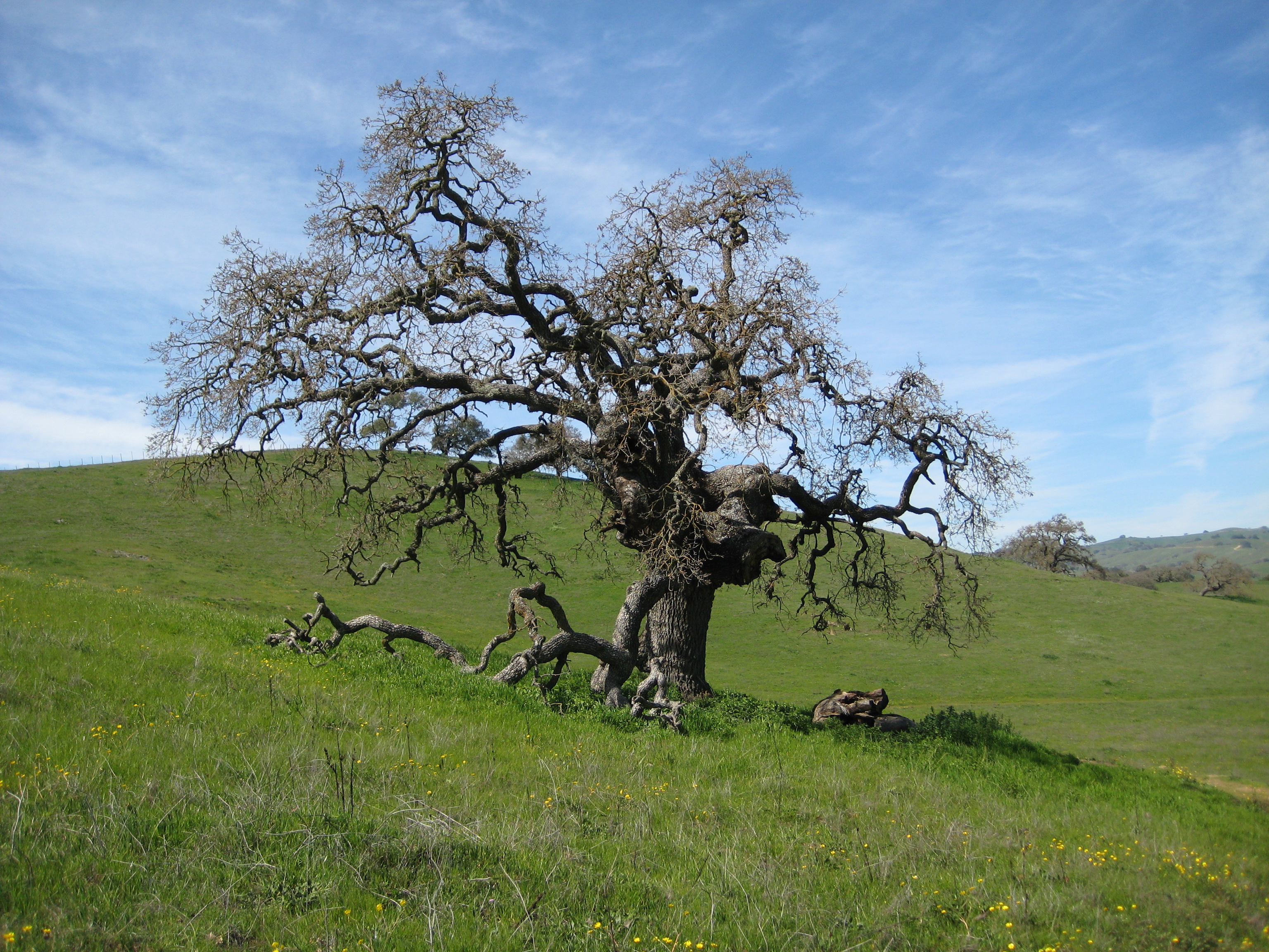 A gnarled tree stands alone on a hillside in Pacheco State Park, California.