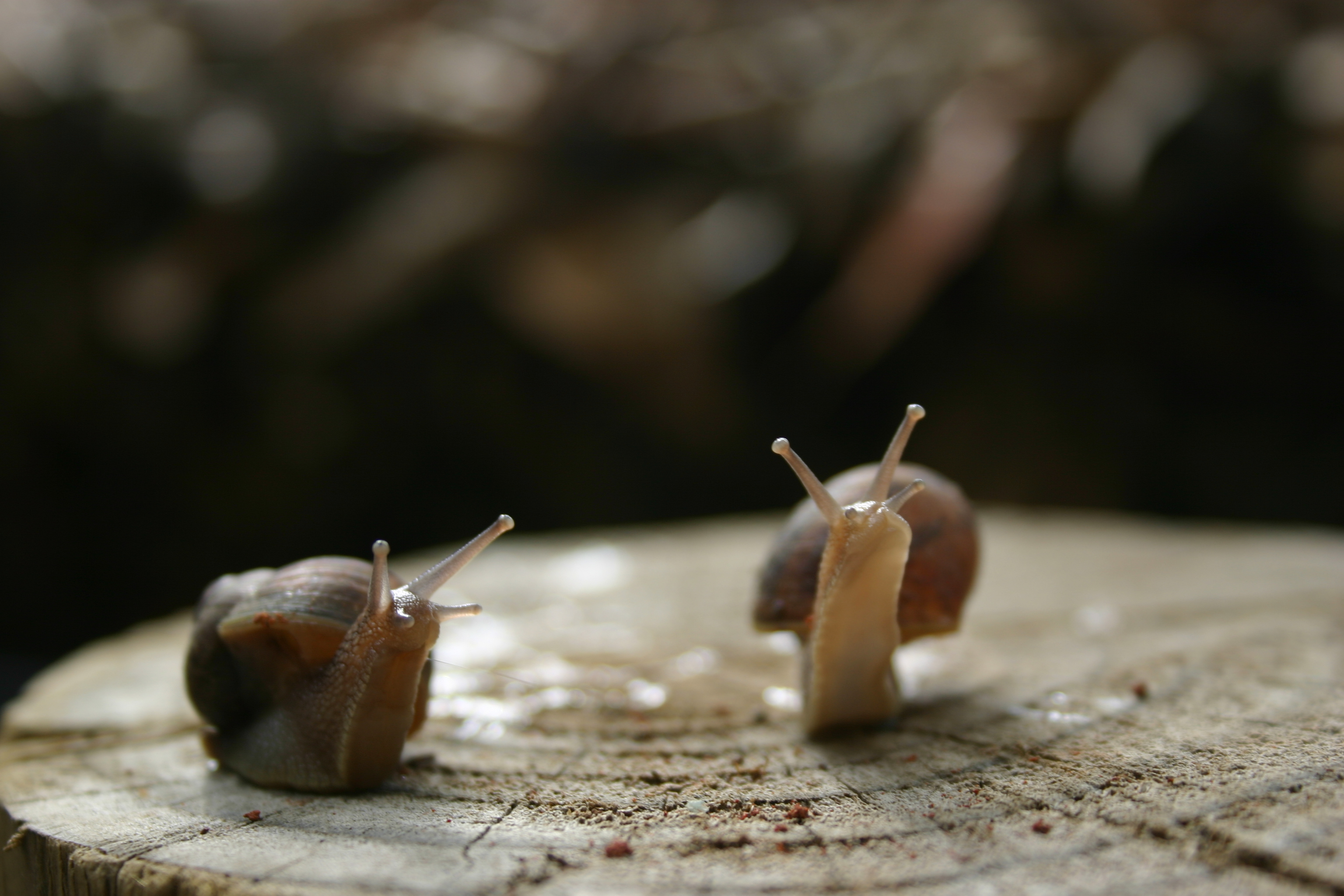 This pair of snails appear to be looking at something over my right shoulder. 