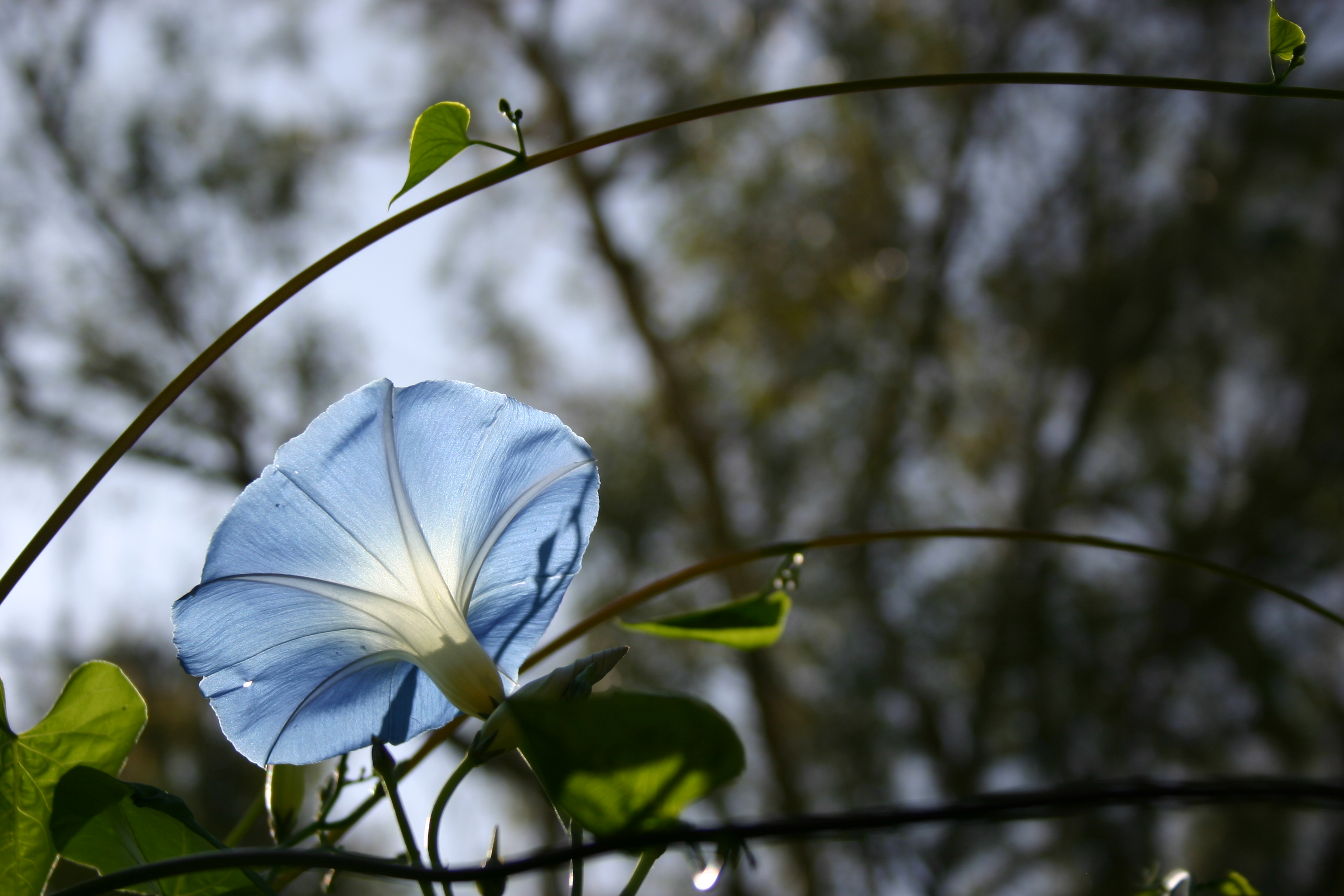 A "Heavenly Blue" morning glory seems to glow from within. 