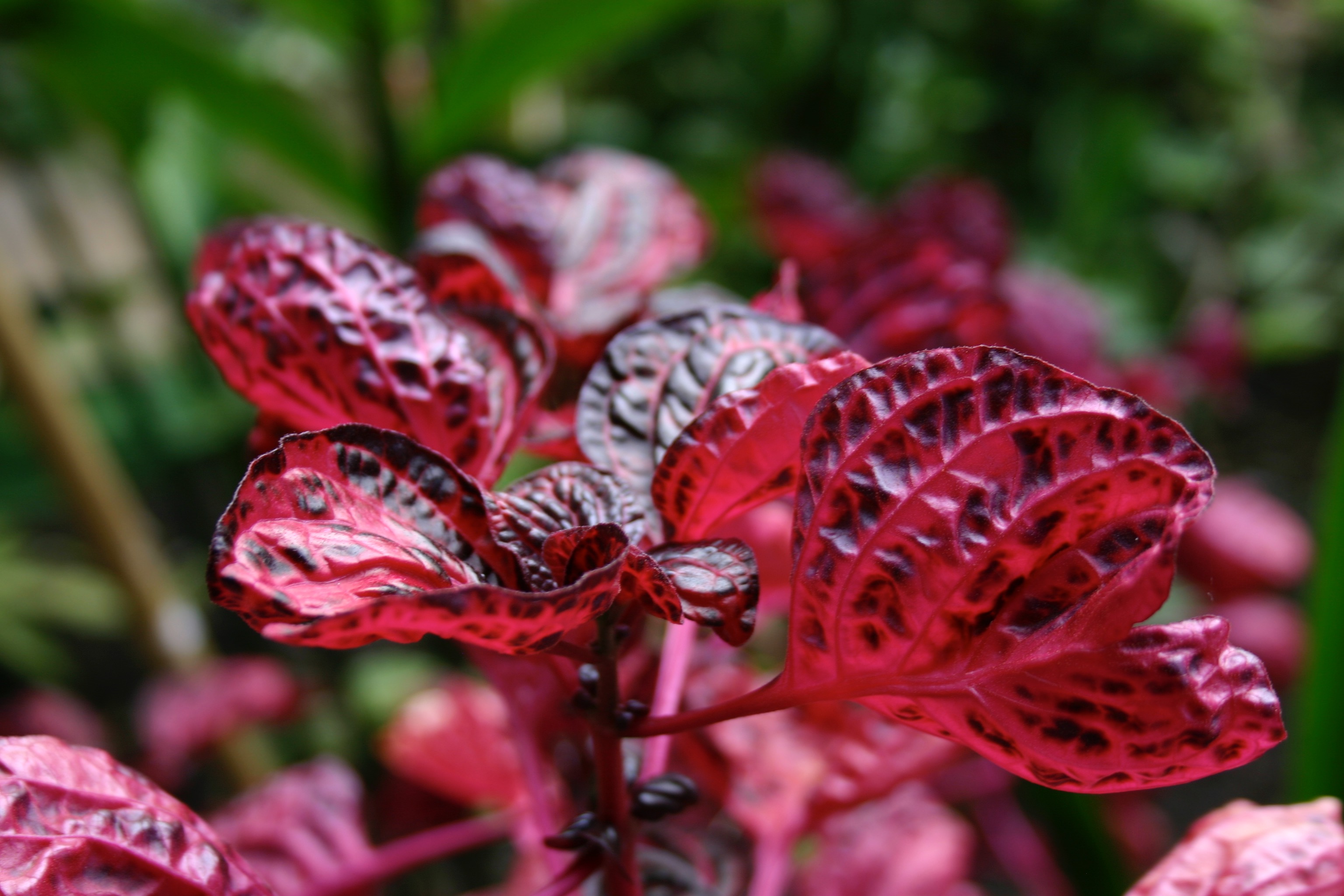 Red and black leaves on a plant. 