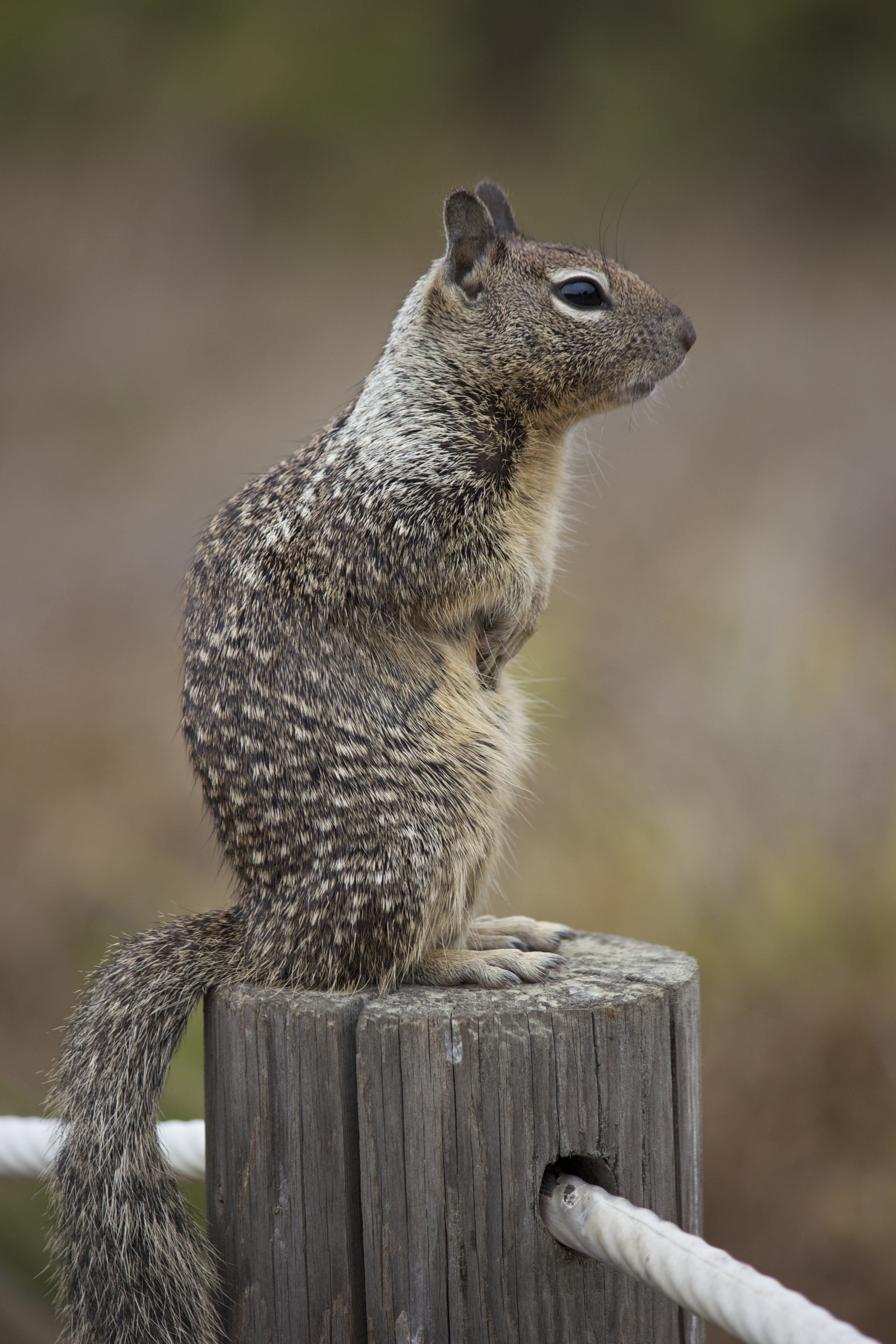 Ground squirrel, standing on a post with a blurred background (portrait orientation). 