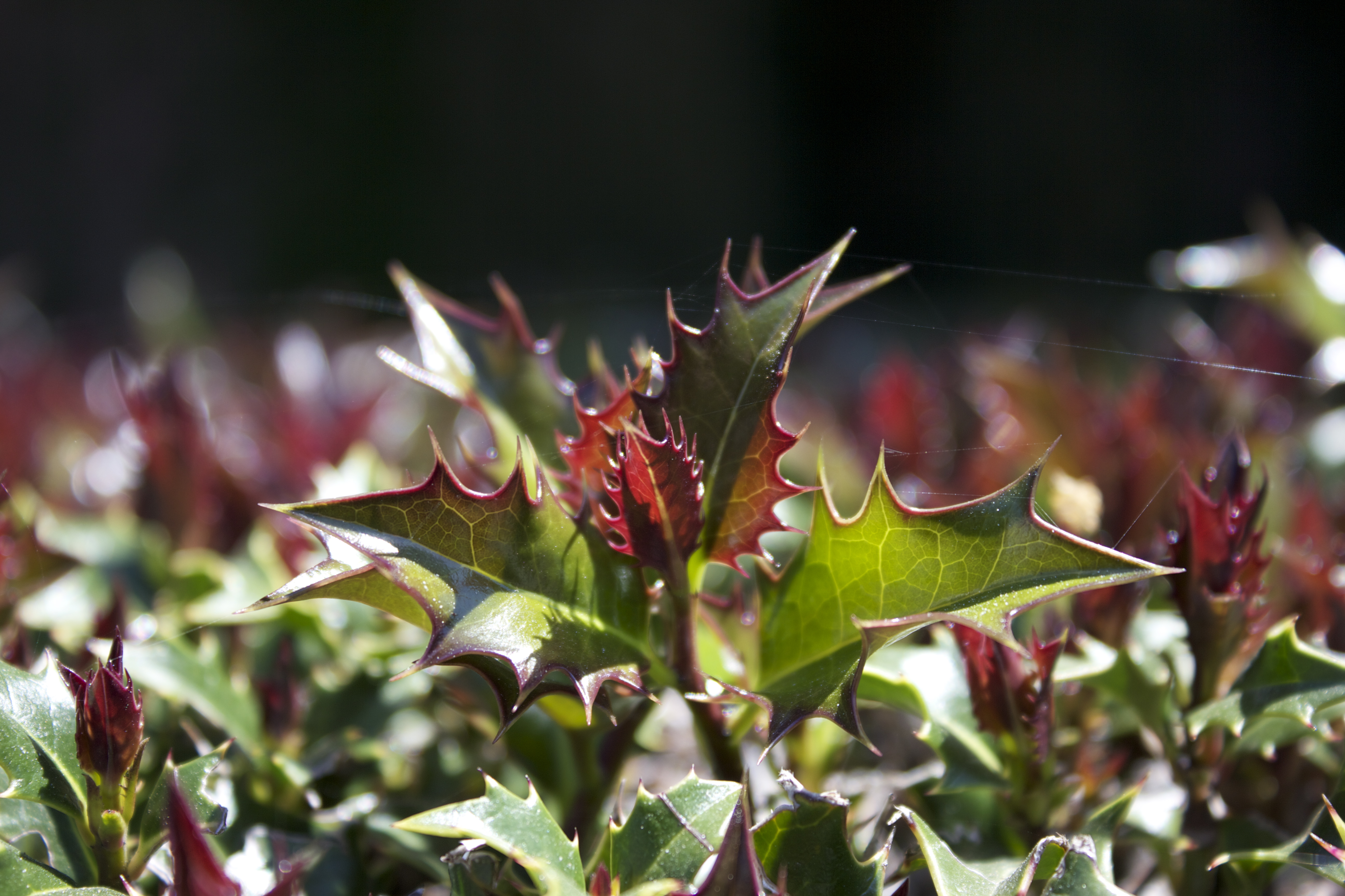 Closeup of spiky green and red leaves on a bush resembling holly (though I'm not sure that's what it is).