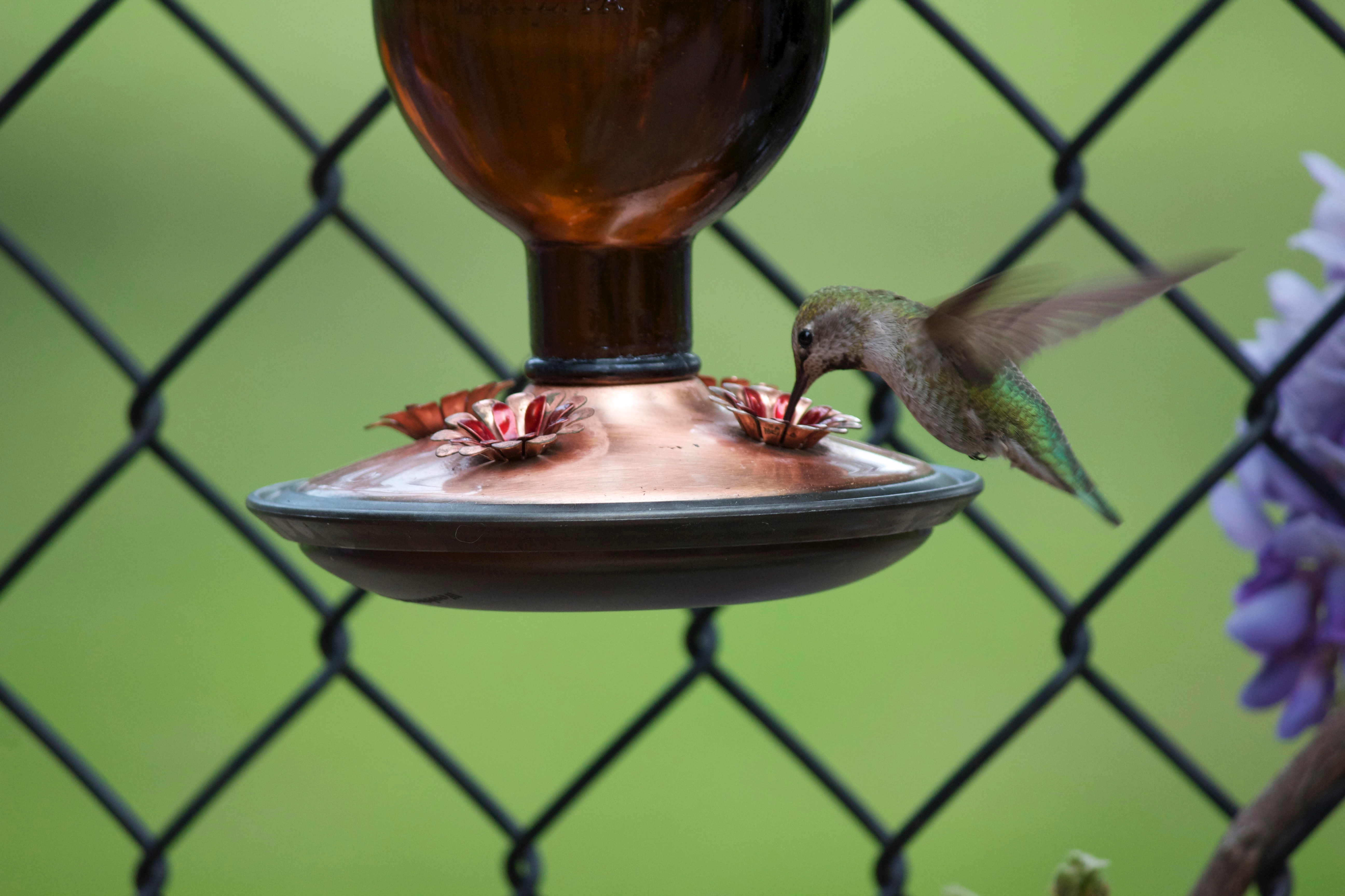 Green hummingbird hovering at a backyard feeder. 