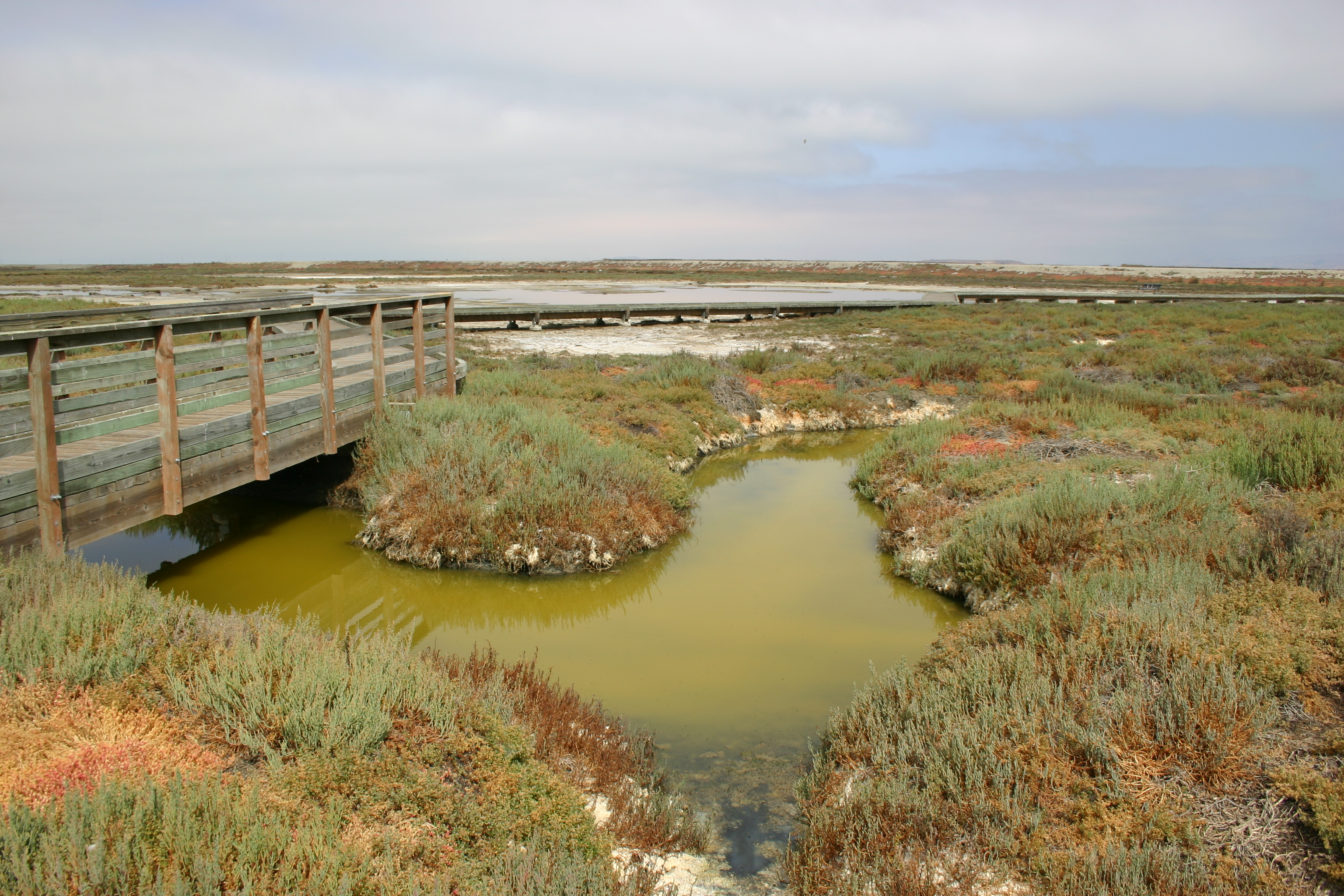 A boardwalk bridge spans stagnant green water in a salt marsh.