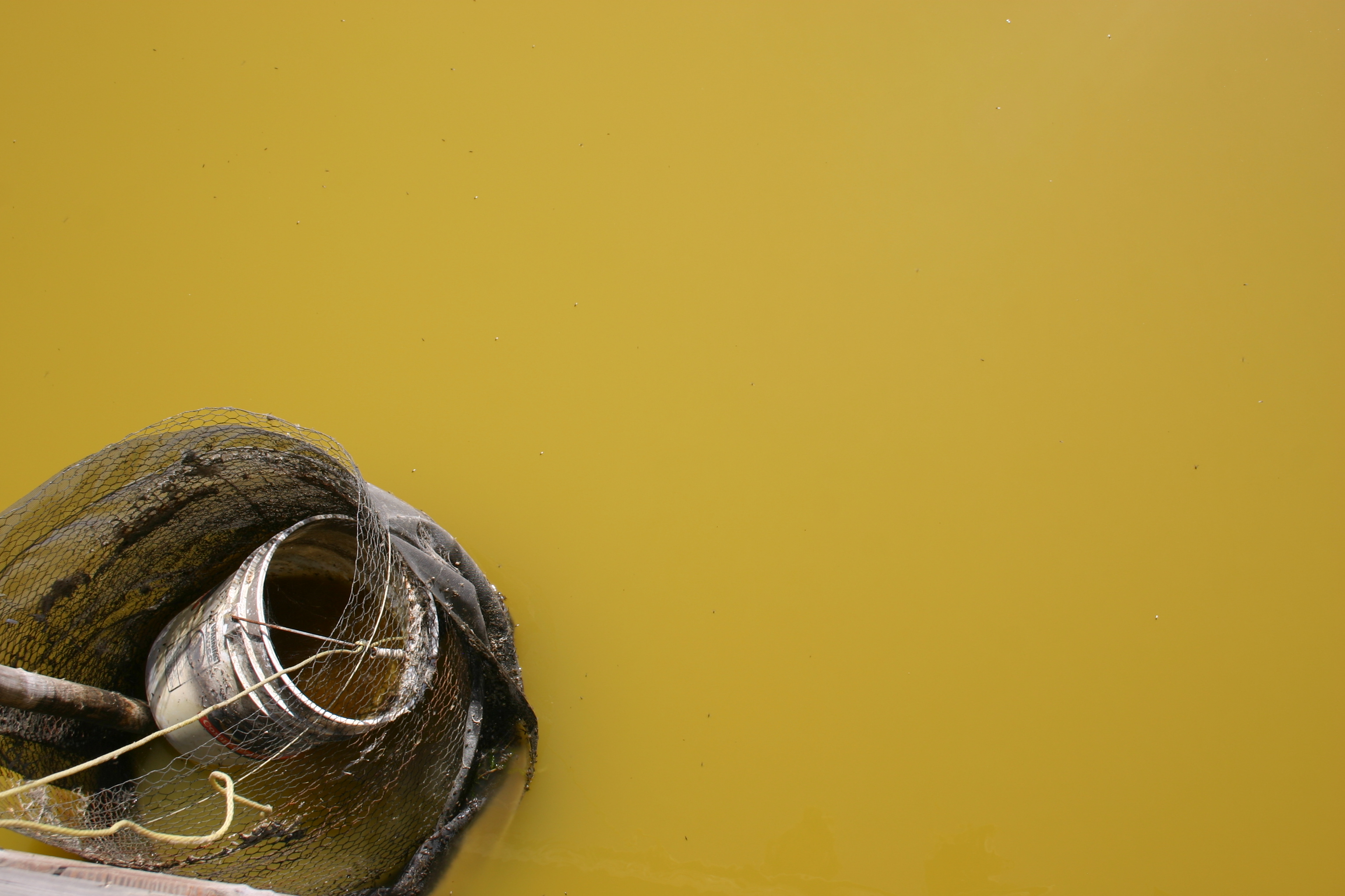 A bucket lies forgotten in stagnant green water near a bridge.
