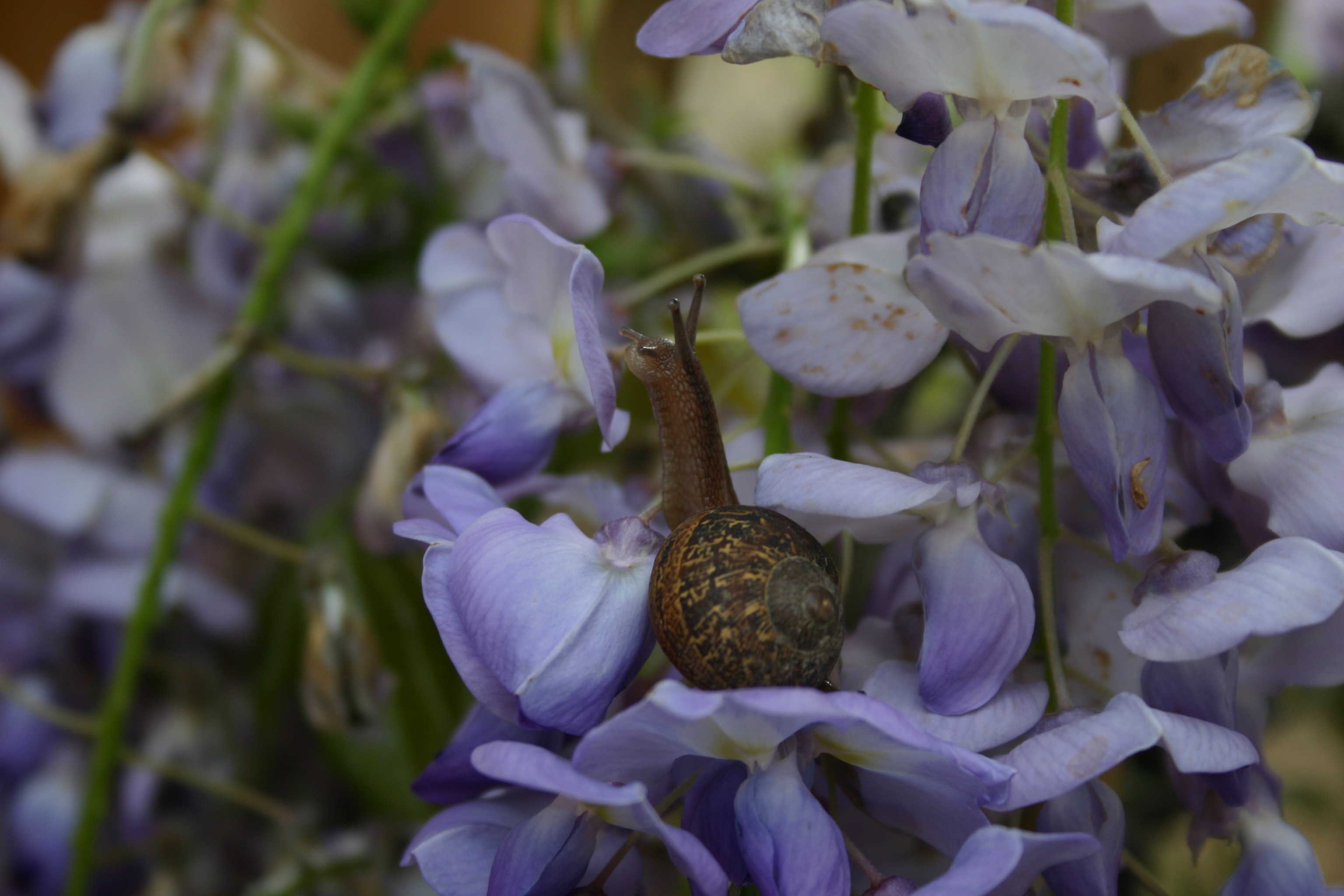 A snail checks out the purple wisteria flowers. 