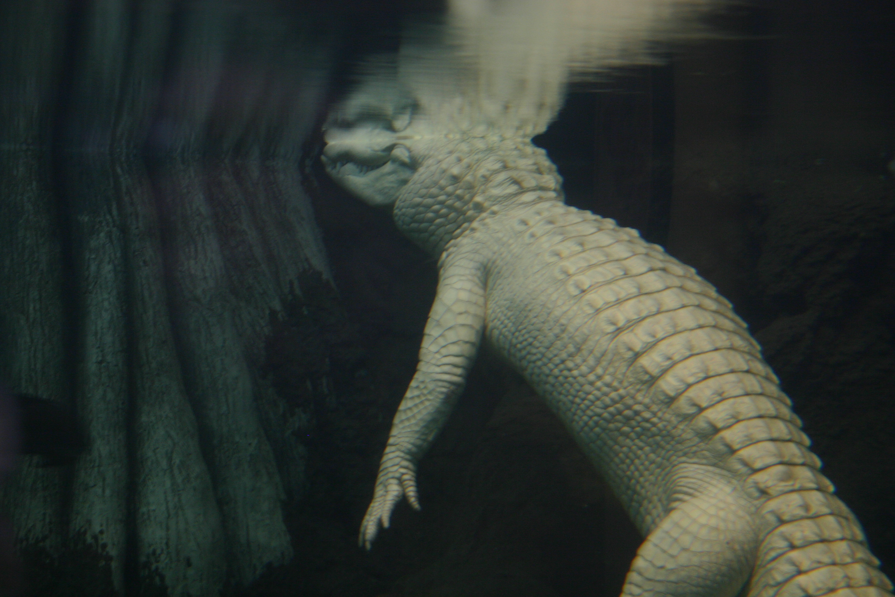 Claude the albino alligator, submerged under water. 