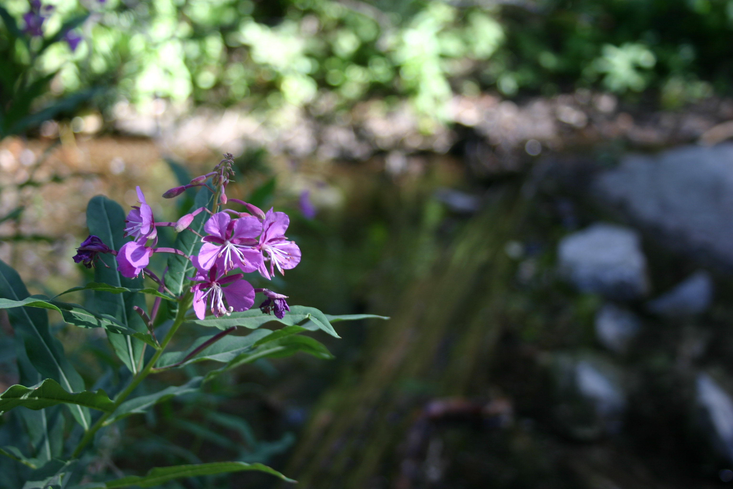 A purple flower near Mammoth Mountain. 