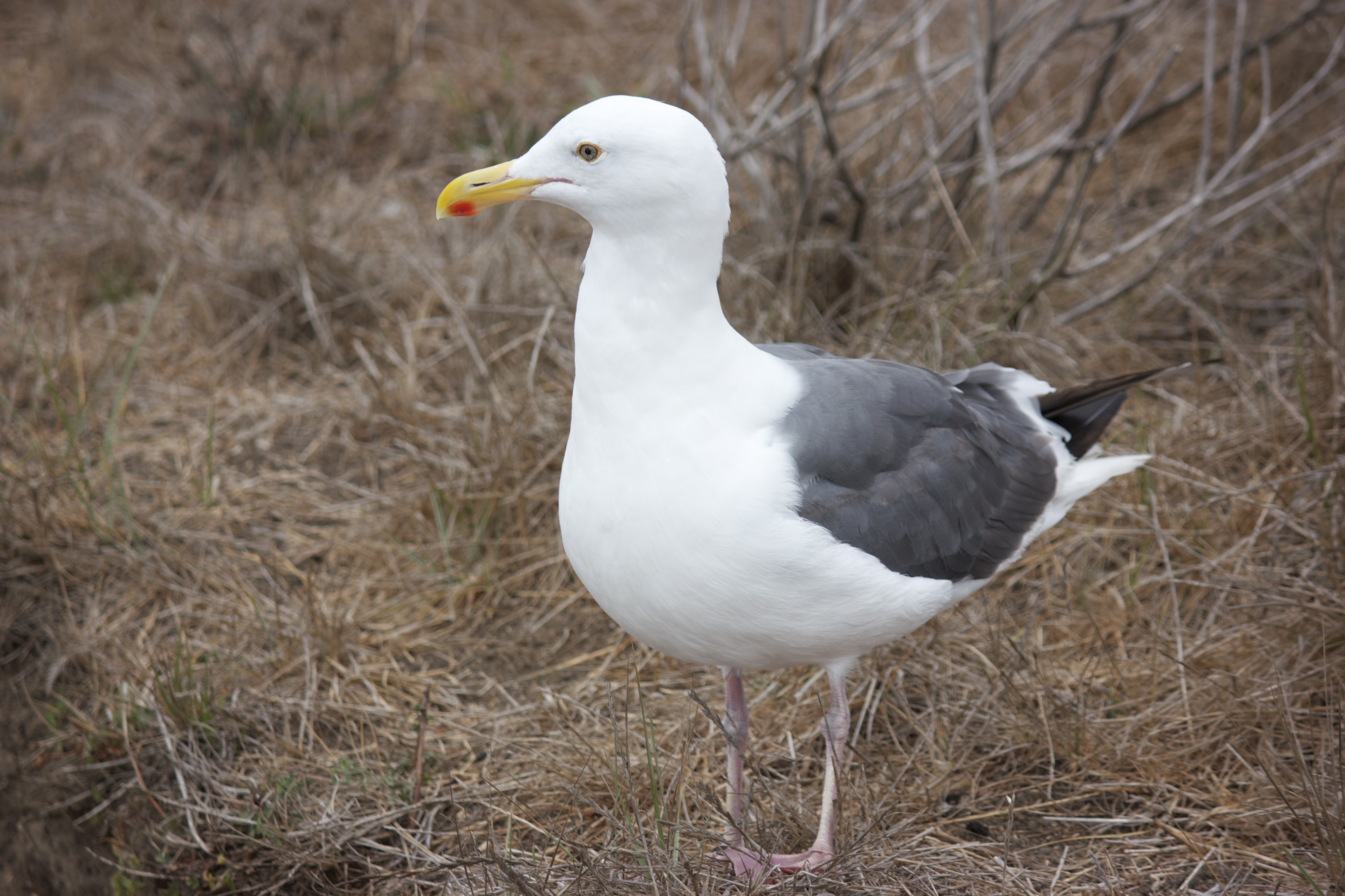 A male seagull, standing.