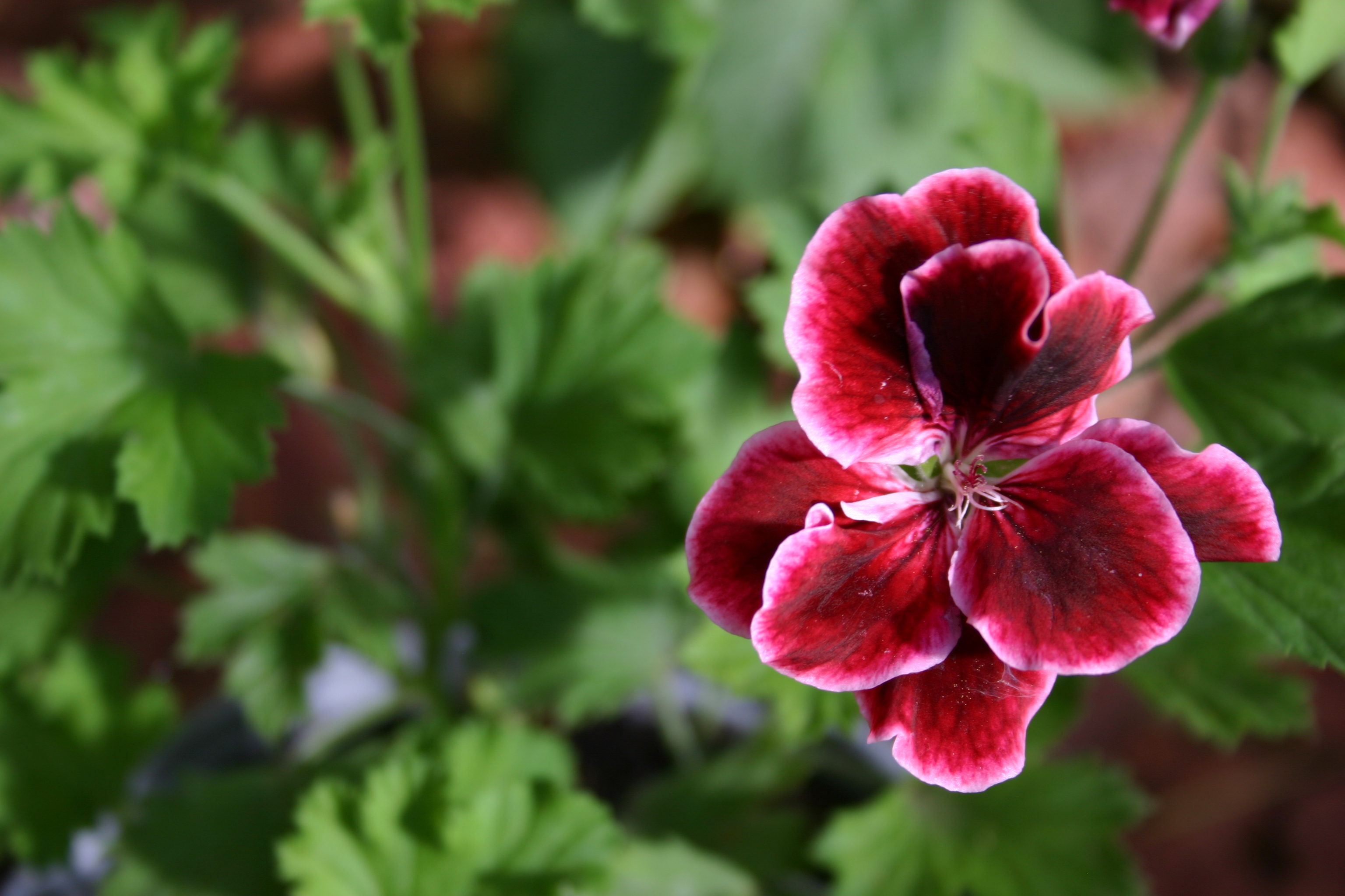 A deep red and pink geranium flower over a green leafy background. 