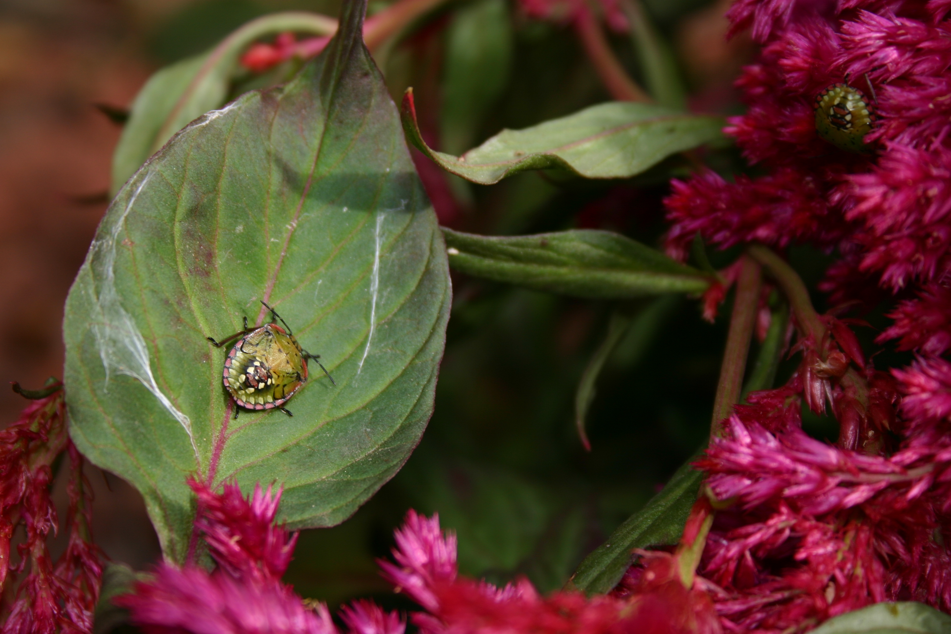 A green, red, and black spotted bug on a Celosia leaf.  (If you know the species, please let me know and I'll add the info!  Maybe some kind of shield beetle?) 