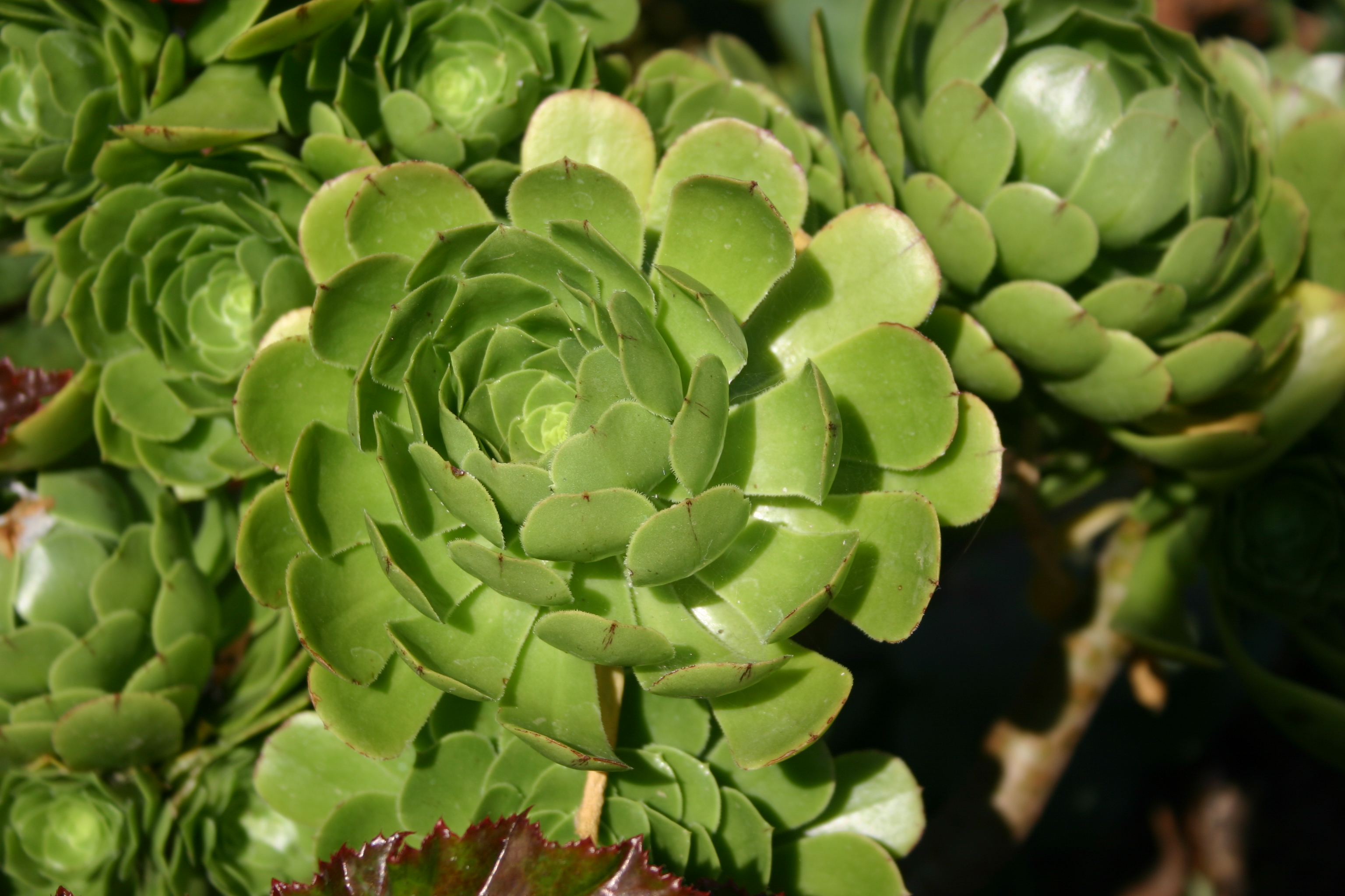 Green succulent plants that resemble artichokes.