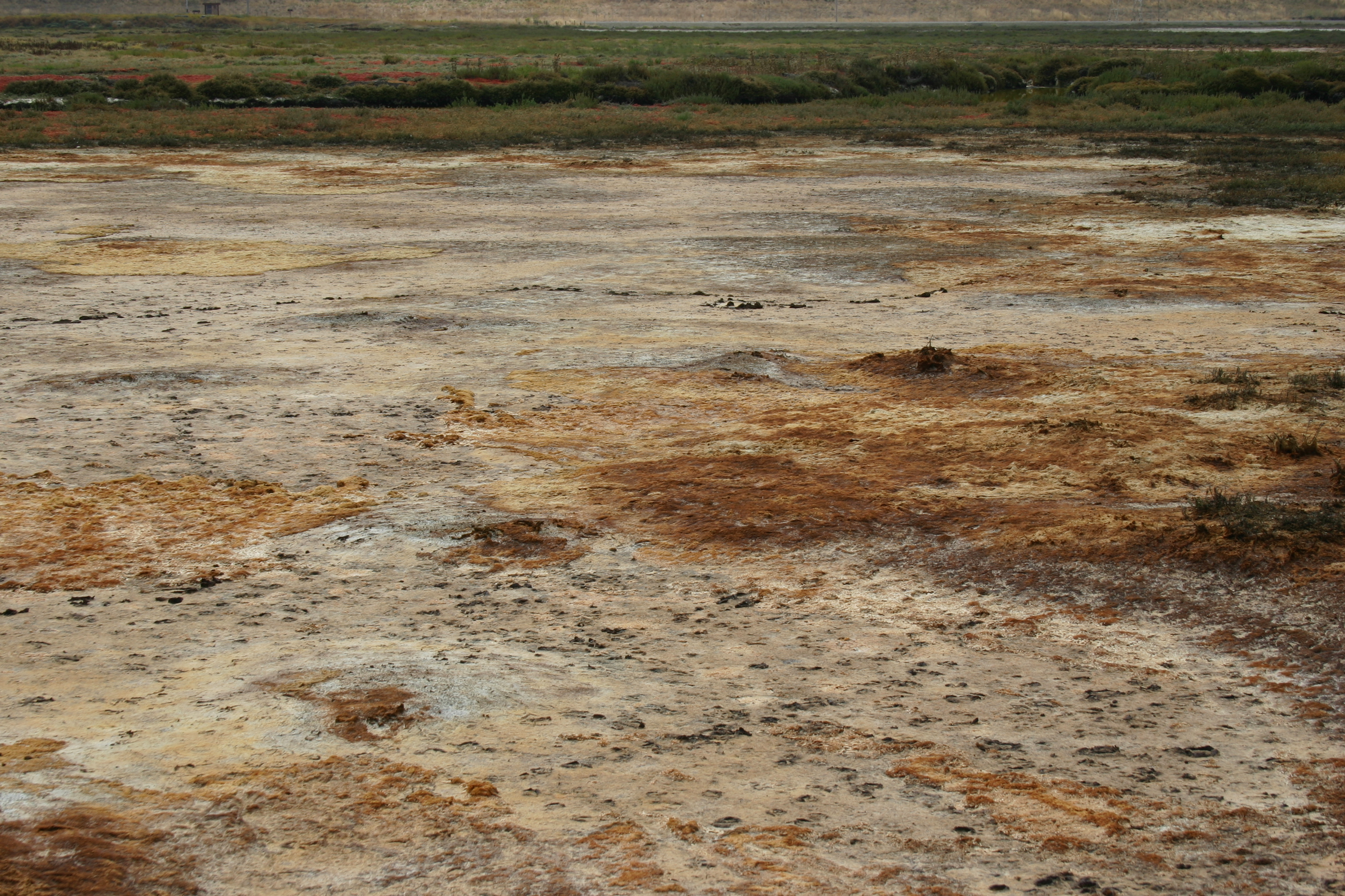 Footprints in the mud of a salt marsh.
