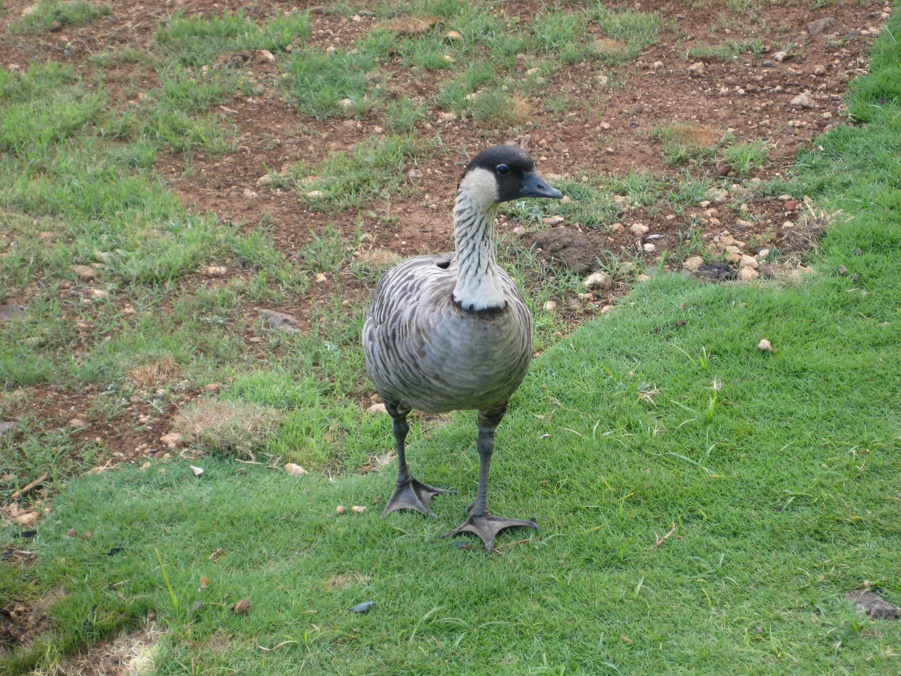 Nene, or Hawaiian goose. The official state bird. This one was very friendly and came close, looking for a handout. 