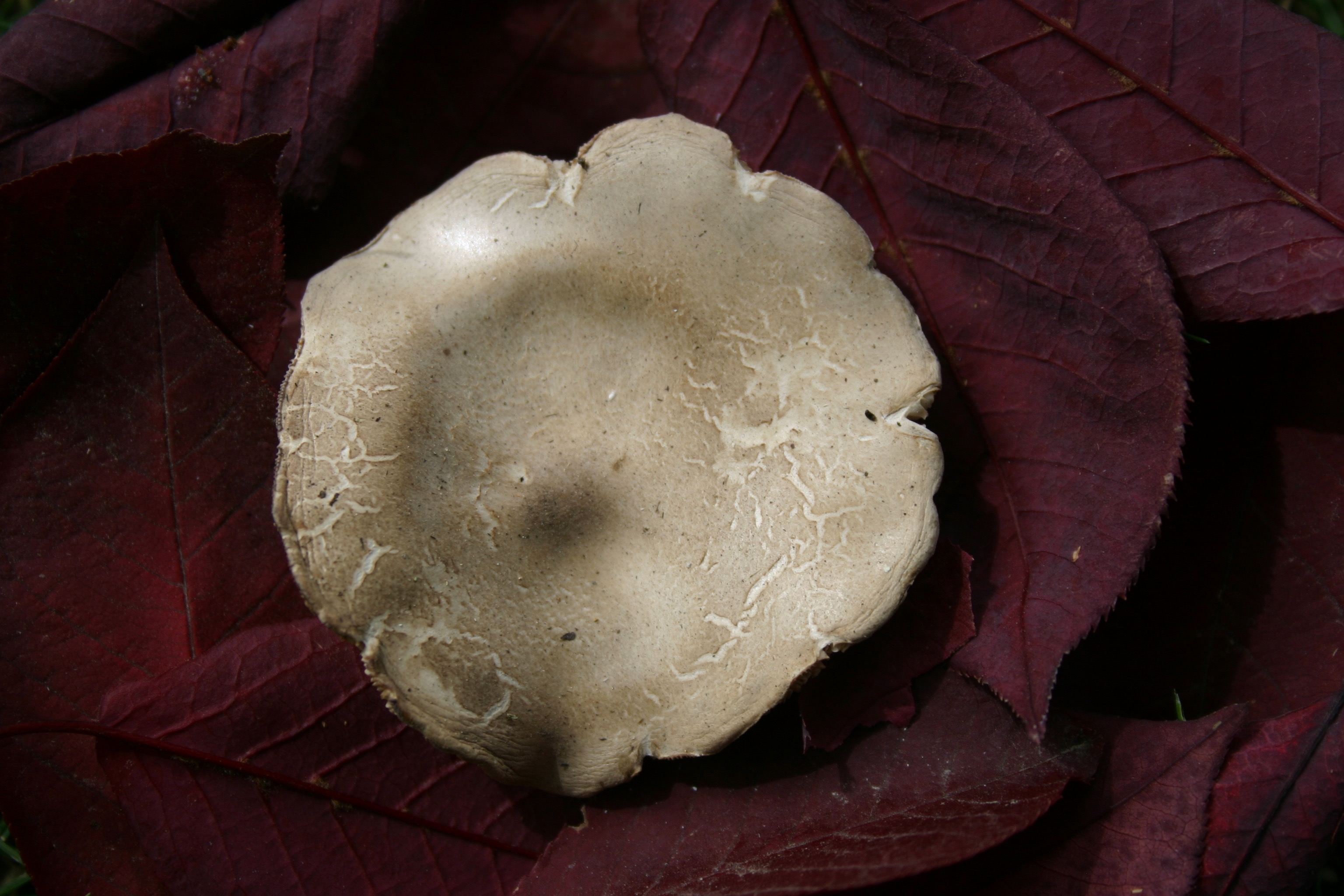 White mushroom on red leaves. 