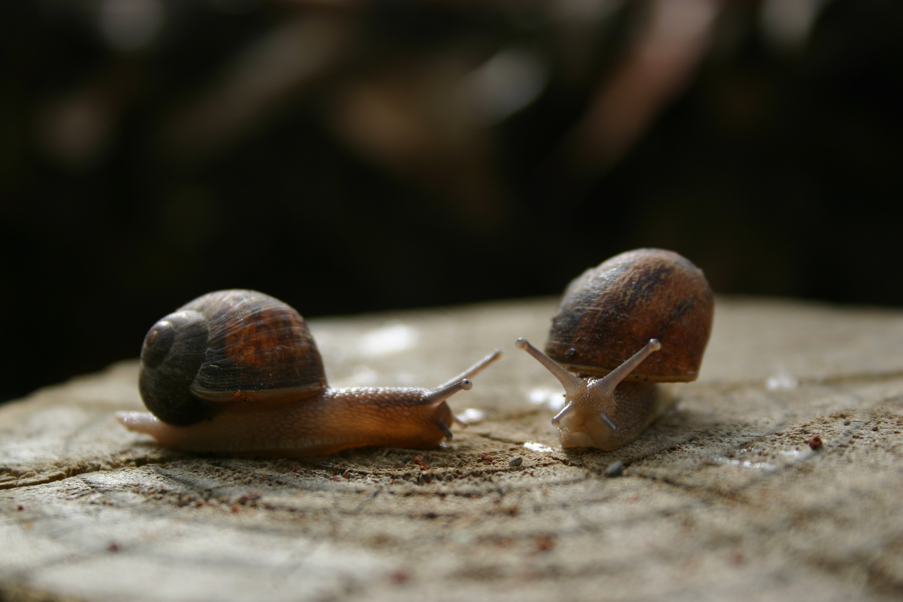 A pair of snails meet on a wood post. 
