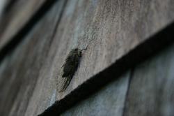 A live cicada on my house. 