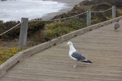 A male seagull and some other birds, standing on a coastal boardwalk.
