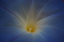 "Heavenly Blue" Morning Glory with a yellow throat. 