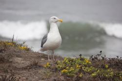 A male seagull, standing on a coastal cliff. 