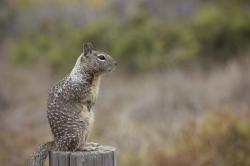 Ground squirrel, standing on a post with a blurred background. 