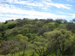 A tree-covered hillside in Pacheco State Park, California. 