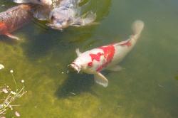 A white, orange and black koi fish in a shallow green pond. You can see the barbels (slender, whisker-like sensory organs near the fish's mouth).