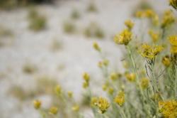 Yellow wildflowers (and some sort of flying insect) at Mono Lake. 