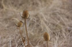 Dried thistles against a pale brown background.