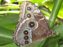 A brown butterfly with several red and yellow eye spots rests on a green leaf. This could be a \