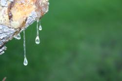 Sap stalactites dripping from a tree limb, with a blurred green background.