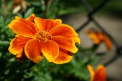"Red Marietta" marigold flower. 