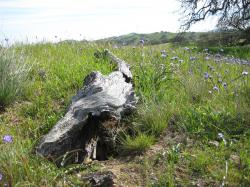Purple wildflowers brighten a fallen log at Pacheco State Park in California.