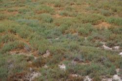 Can you see the jackrabbit? He's decently camouflaged. 