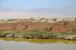 Colorful plants grow on the bank of the green waters of a salt marsh.