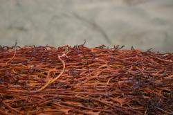 A tight cluster of thin red-orange seaweed at the beach. 