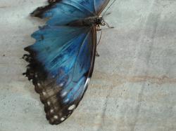 I believe this is a blue morpho butterfly, resting on gray concrete. His poor wings look a little ragged.