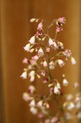 Tiny pink blooms on a flower stalk from a Heuchera plant, AKA Coral Bells. 