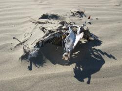 The carcass of a large bird (species unknown) on the beach at Morro Bay, California. 