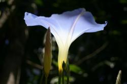 A "Heavenly Blue" Morning Glory seems to glow from within.  (Closed Morning Glory in the foreground.) 