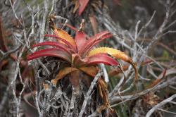 A strange alien-looking red succulent plant grows on a scrubby coastal region.