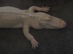 An albino alligator resides at the California Academy of Sciences.
